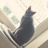 Picture of cat lost at Beauvais Sur Matha