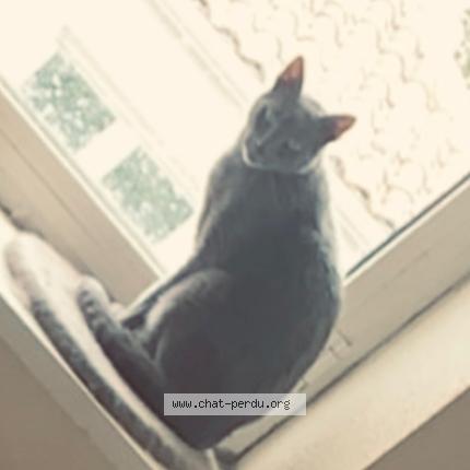 Photo 1/1 Altaïr Chat lost in Beauvais sur matha