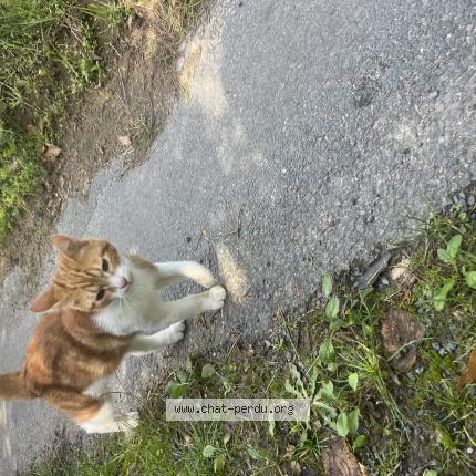 Photo 1/1 Found cat Found in Vaugneray