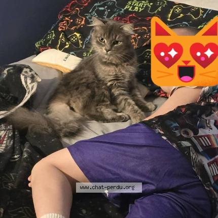 Photo 1/1 Luna Chat lost in Mirabel