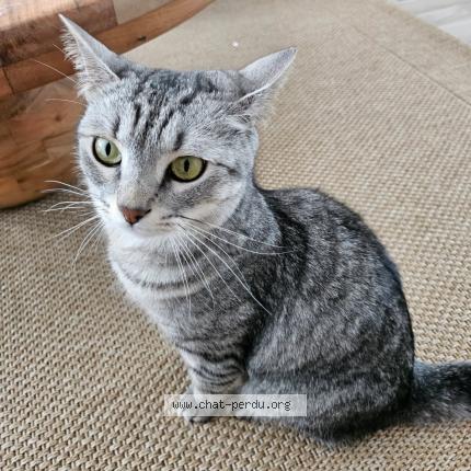 Photo 1/1 SOCRATE Chat lost in Creil