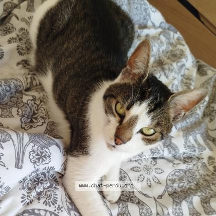 Photo 1/1 Polochon Chat lost in Liege