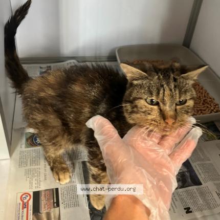 Photo 1/1 Found cat Found in Fromelles