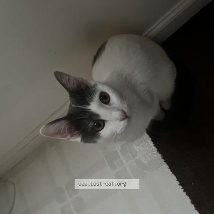 Photo 1/1 Willow Chat lost in Murfreesboro