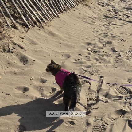 Photo 1/1 MINA Chat lost in Gaujac