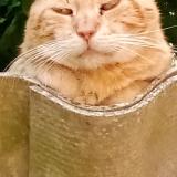 Picture of cat lost at Fontenay Le Comte