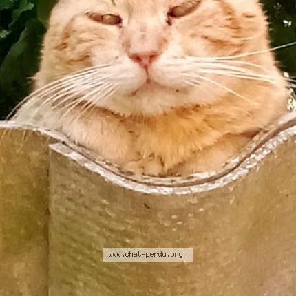 Photo 1/1 Roudoudou Chat lost in Fontenay le comte