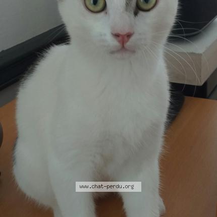 Photo 1/1 Axle Chat lost in Bourbourg