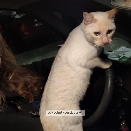 Photo 1/1 Simba Chat lost in Mondonville