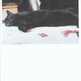 Picture of cat lost at Sannois
