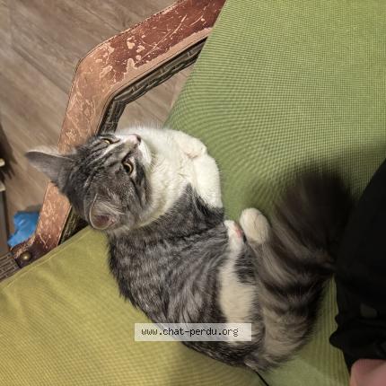 Photo 1/1 Vaya Chat lost in Saint etienne de brillouet