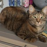 Picture of cat lost at Saint Thibault Des Vignes