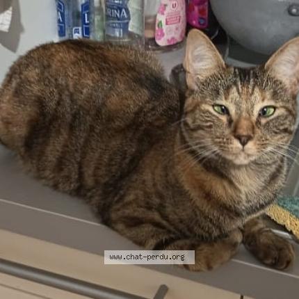 Photo 1/1 Yin Chat lost in Saint thibault des vignes