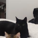 Picture of cat lost at L Hopital Du Grosbois