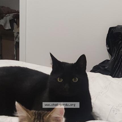 Photo 1/1 Salem Chat lost in L hopital du grosbois