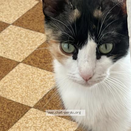 Photo 2/2 Rose Chat lost in Marseille