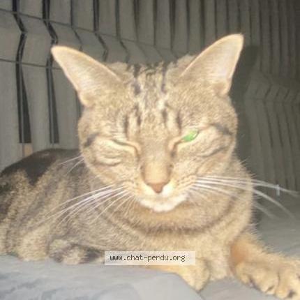 Foto 2/3 Kat teruggevonden Vermist in Schaerbeek