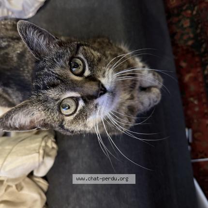 Picture of cat lost at Bordeaux