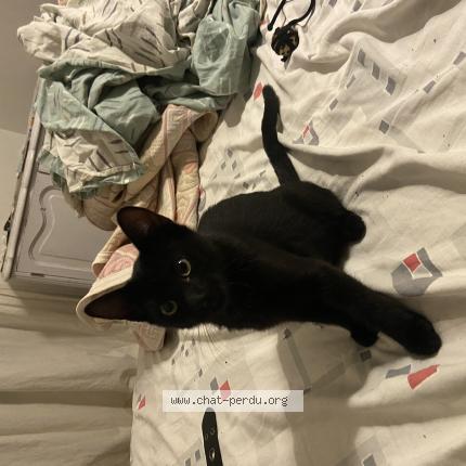 Photo 2/2 Indra Chat lost in Nimes