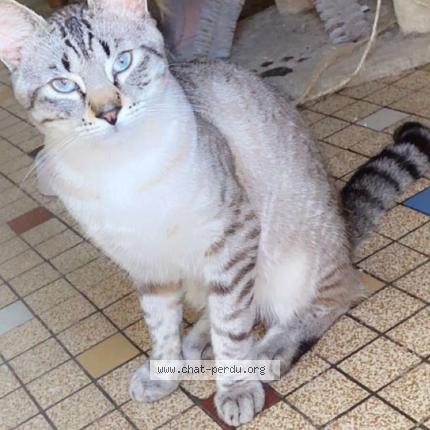 Photo 1/1 Joy Chat lost in Cosne sur loire