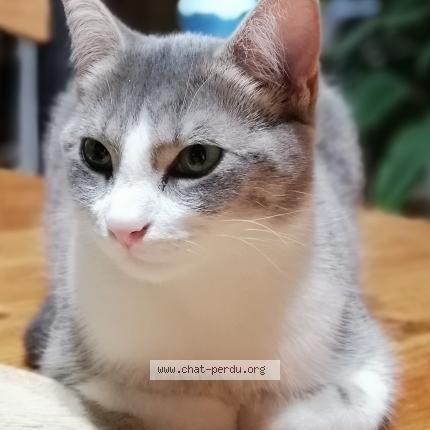 Photo 1/2 Dora Chat lost in Blois