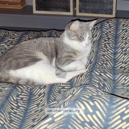 Photo 2/2 Dora Chat lost in Blois