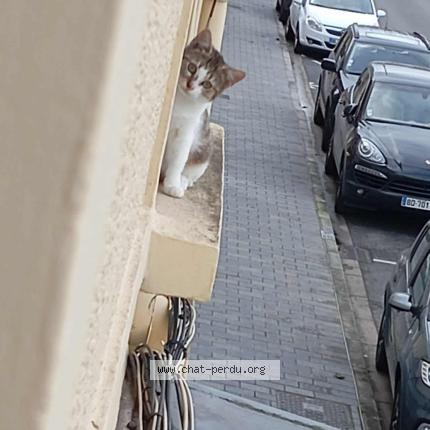 Photo 1/1 Tigresse Chat lost in Lievin