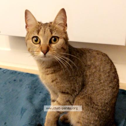 Photo 1/1 Boundy Chat lost in Le bourgneuf la foret