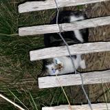 Picture of cat found at Tourcoing