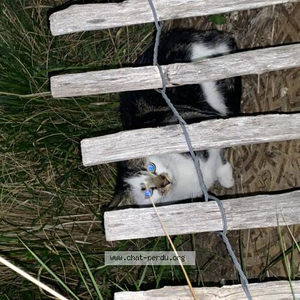 Photo 1/1 Found cat Found in Tourcoing