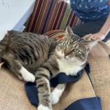 Picture of cat lost at Vienne