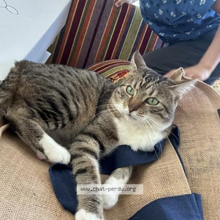 Photo 1/1 Simba Chat lost in Vienne