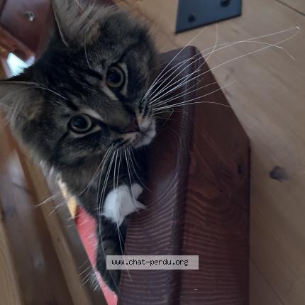 Photo 1/1 Chatmenbert Chat lost in Saint colomban