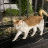 Picture of cat found at Ciudad De Buenos Aires Palermo