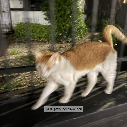 Photo 1/1 Found cat Found in Ciudad de buenos aires palermo