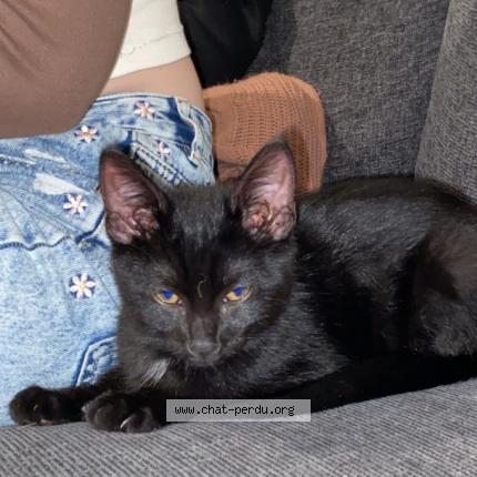 Photo 1/1 Artémis Chat lost in Saint quentin