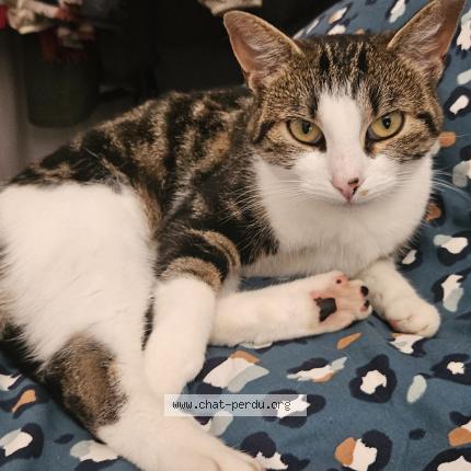 Photo 1/1 Bichette Chat lost in Le havre