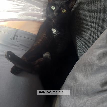 Photo 1/1 Timon Chat lost in Lawerence town