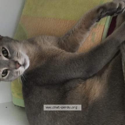 Photo 1/1 Flash Chat lost in Bretigny sur morrens