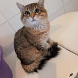 Picture of cat found at Chateauroux
