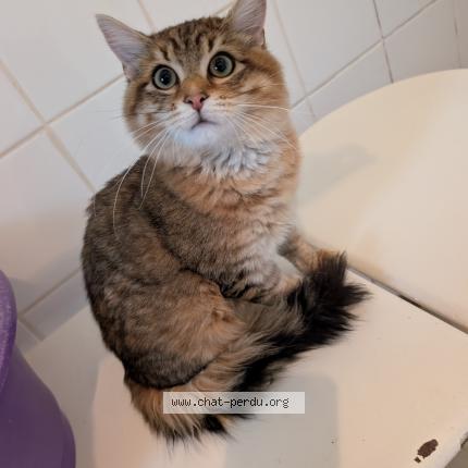 Photo 1/1 Found cat Found in Chateauroux