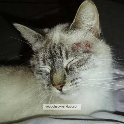 Photo 1/1 Nougatine Chat lost in Ramonchamp je selectionne ma vil