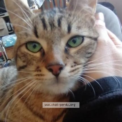 Photo 1/1 Mallaw Chat lost in Besancon