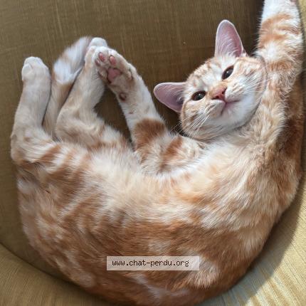 Photo 1/1 Flex Chat lost in Annecy