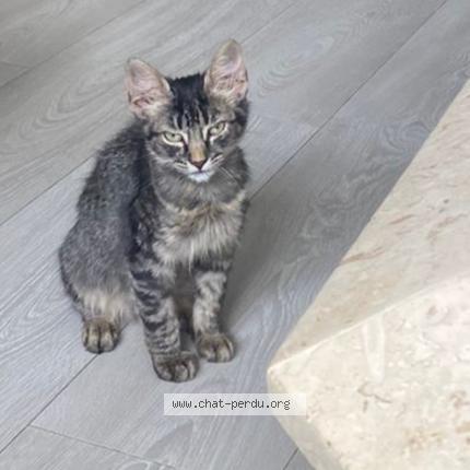 Photo 1/1 Nino Chat lost in Soyaux