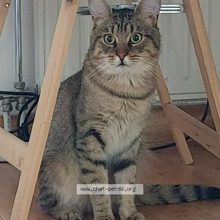 Foto 1/1 Kat teruggevonden Vermist in Dworp