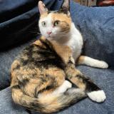 Picture of cat lost at Charrot