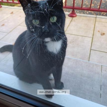 Photo 1/1 Felix Chat lost in Luzeret