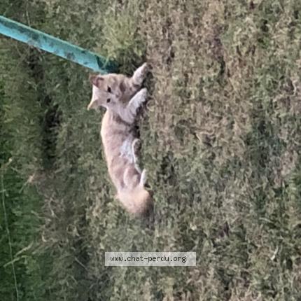 Photo 1/1 Rox Chat lost in Cartelegue