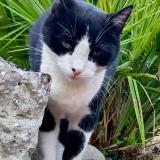 Picture of cat lost at Carces